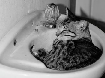 High angle view of cat in bathroom