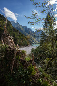 Scenic view of river amidst trees against sky