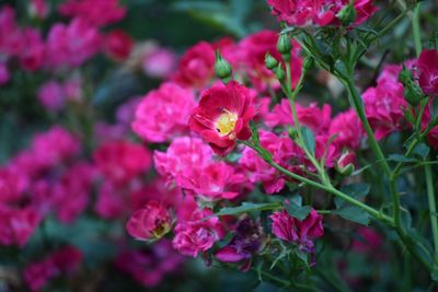 Close-up of pink flowers