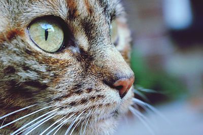 Close-up portrait of cat