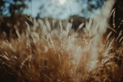 Close-up of crops in field