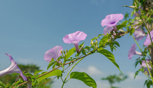 Close-up of pink flowering plants against sky