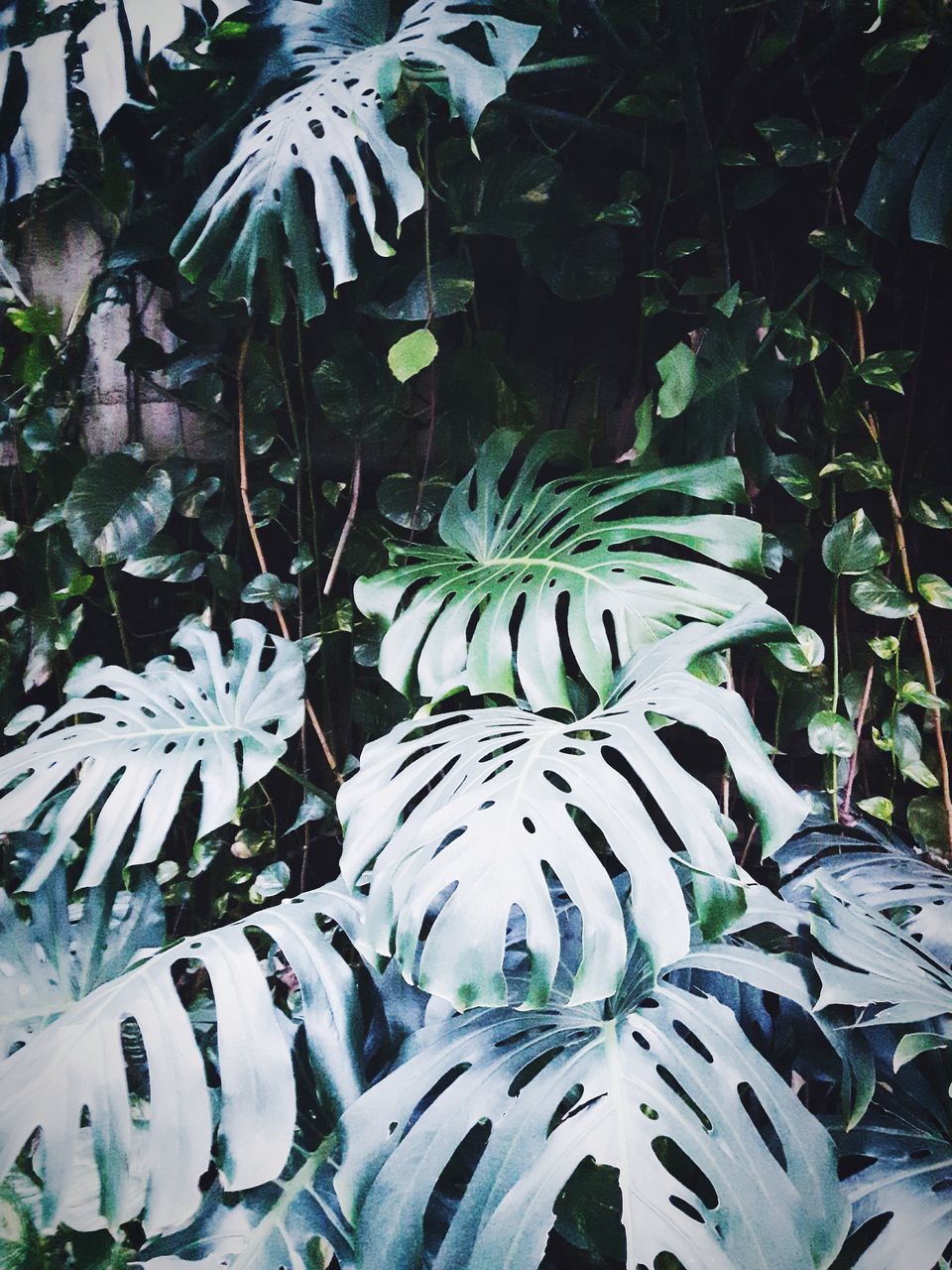 HIGH ANGLE VIEW OF PLANTS IN WATER