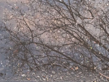 Reflection of trees in water