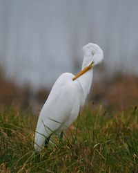 Close-up of white duck on field