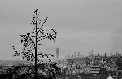 Tree and buildings against sky