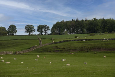 Sheep on a farm in a rural part of county durham, uk