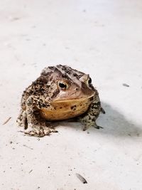 High angle view of toad on sand