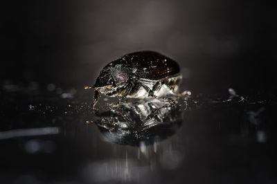 Close-up of jellyfish in water