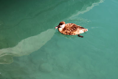 High angle view of duck swimming in lake