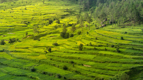 A beautiful landscape of fields in the mountains of almora. a view of how terrace farming