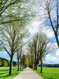 Empty road along trees