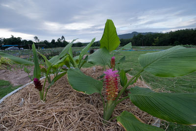 Close-up of flowering plants on land against sky