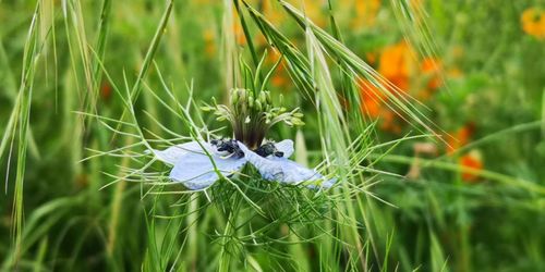 Close-up of insect on flower