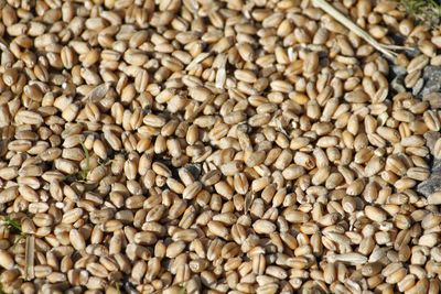 Full frame shot of wheat seeds