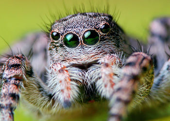 Close-up of spider