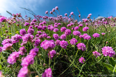 Close-up of pink flowers