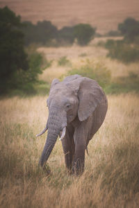 Elephants on field