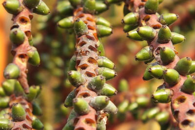 Close-up of berries growing on plant