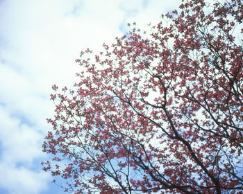 Low angle view of cherry blossoms against sky