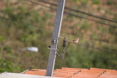 Bird perching on metal fence