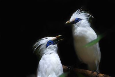 Close-up of birds perching on black background