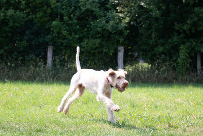 Dog running in park