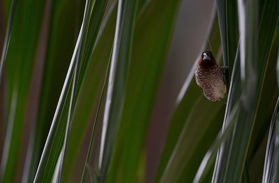 Close-up of butterfly perching on leaf