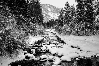 Close-up of trees against sky