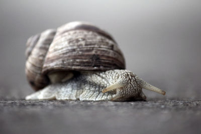 Close-up of snail