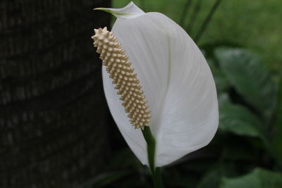 Close-up of white flowering plant