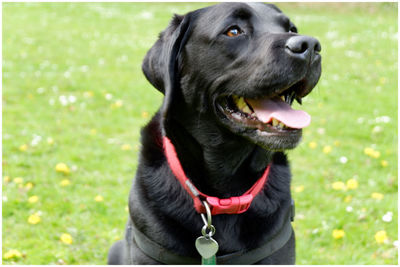 Close-up of dog looking away on field