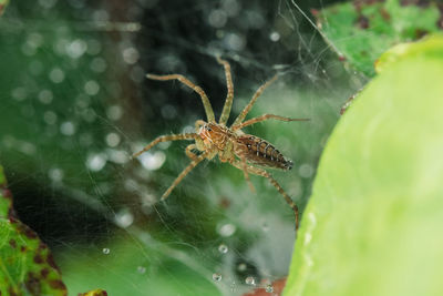 Close-up of spider on web