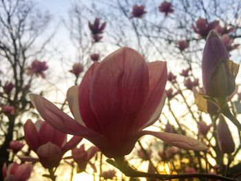 Close-up of fresh orange flowers blooming in park