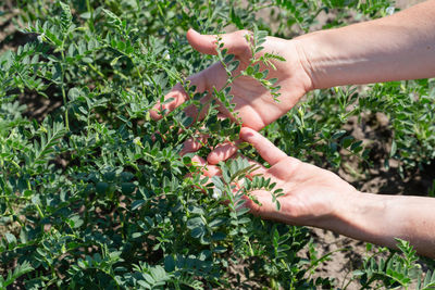 Woman shows chickpeas in close up. chickpea are growing on the field