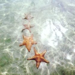 High angle view of turtle in sea