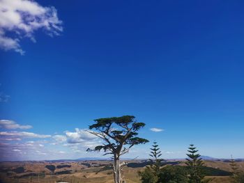 Trees on landscape against blue sky