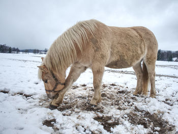 Nice white horse in fresh first snow. snowy pasture at mountain farm. wet snow in cloudy cold day