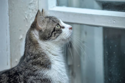 Close-up of a cat looking away