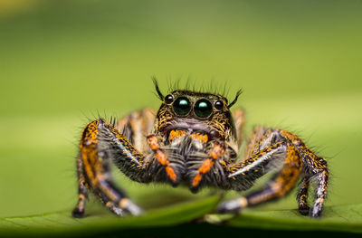 Close-up of spider on leaf