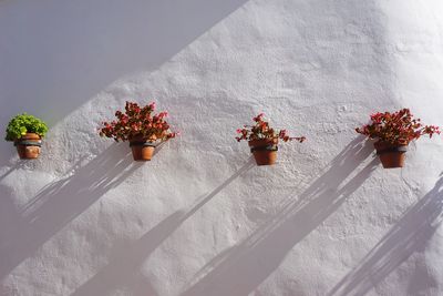 Close-up of potted plants on wall