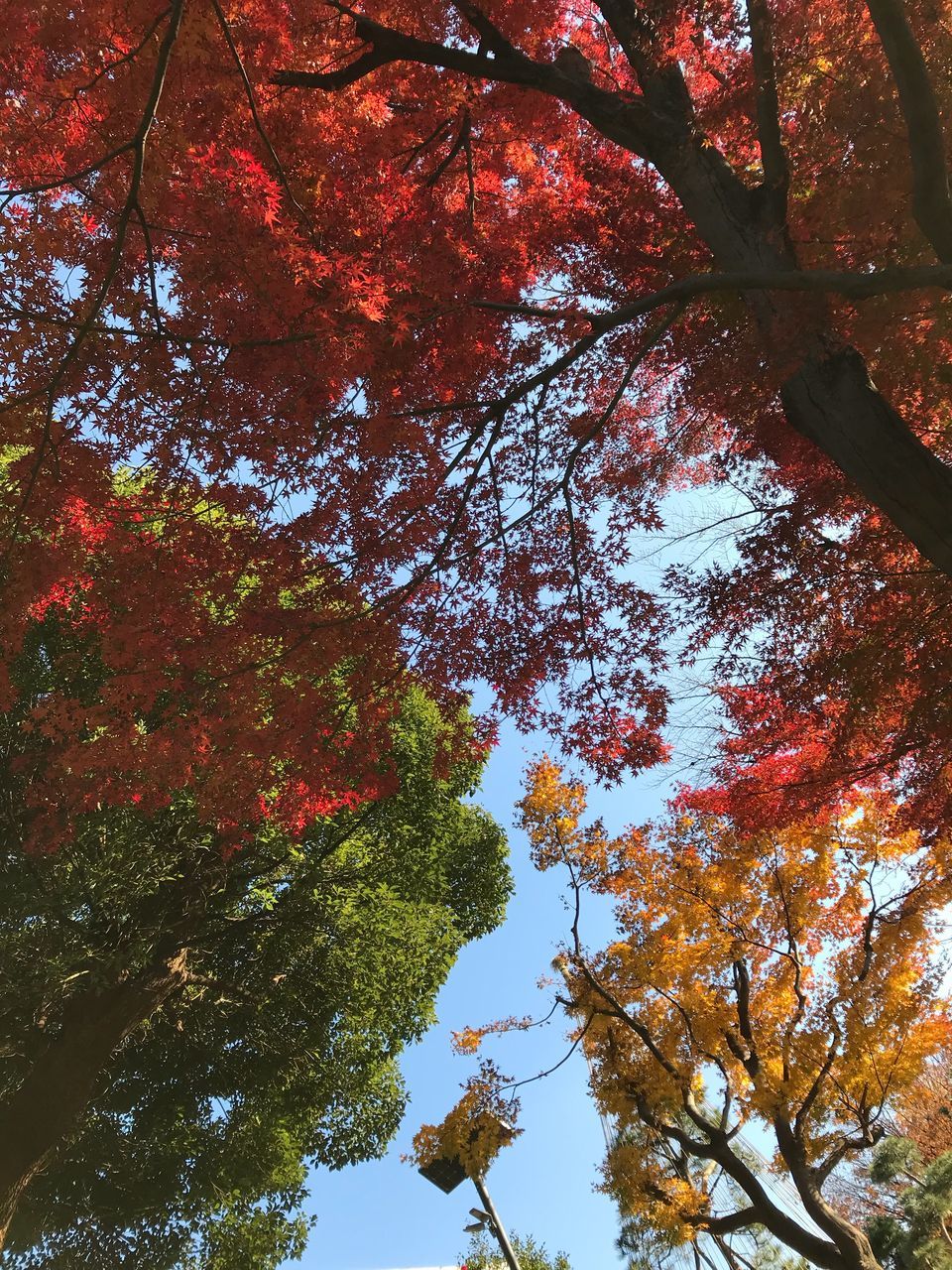 tree, autumn, leaf, change, low angle view, nature, growth, branch, beauty in nature, maple tree, day, tranquility, outdoors, scenics, no people, tree trunk, maple leaf, tranquil scene, maple, sky