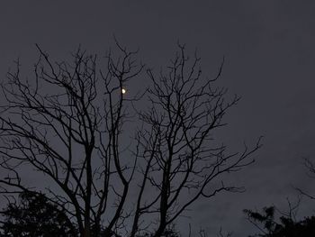 Low angle view of bare tree against sky at night