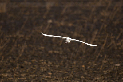 Close-up of bird flying