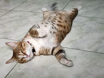 High angle view of cat lying on floor