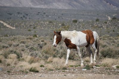 Horses standing on field against mountain