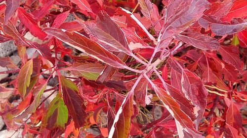 Full frame shot of red maple leaf