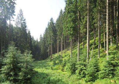 Pine trees in forest