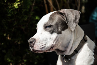Close-up of dog looking away