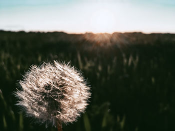 Close-up of dandelion flower on field